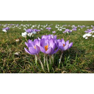 Krokus (Crocus vernus) ´VANGUARD´ - 2-3 cibuľky v kvetináči, kont. P11